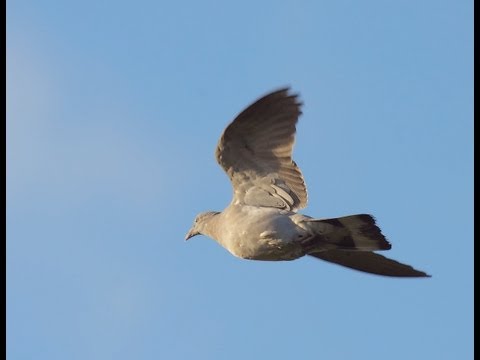 The Shooting Show -- pigeon decoying in Essex