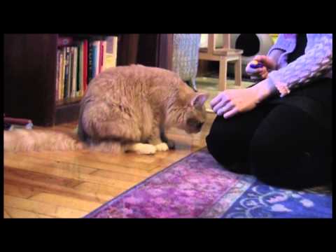 How to train your cat - YouTube