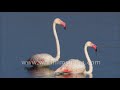 Greater Flamingo In Flight Under Wing Pink Feathers In Stark Contrast To Blue Jawai Dam