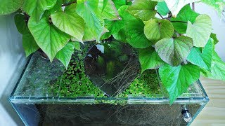 Ep.4 Sweet Potato Betta Tank (Kartoffel Gets Mad) - No filter, No CO2, NO ferts 4.5 Gallon Nano Tank