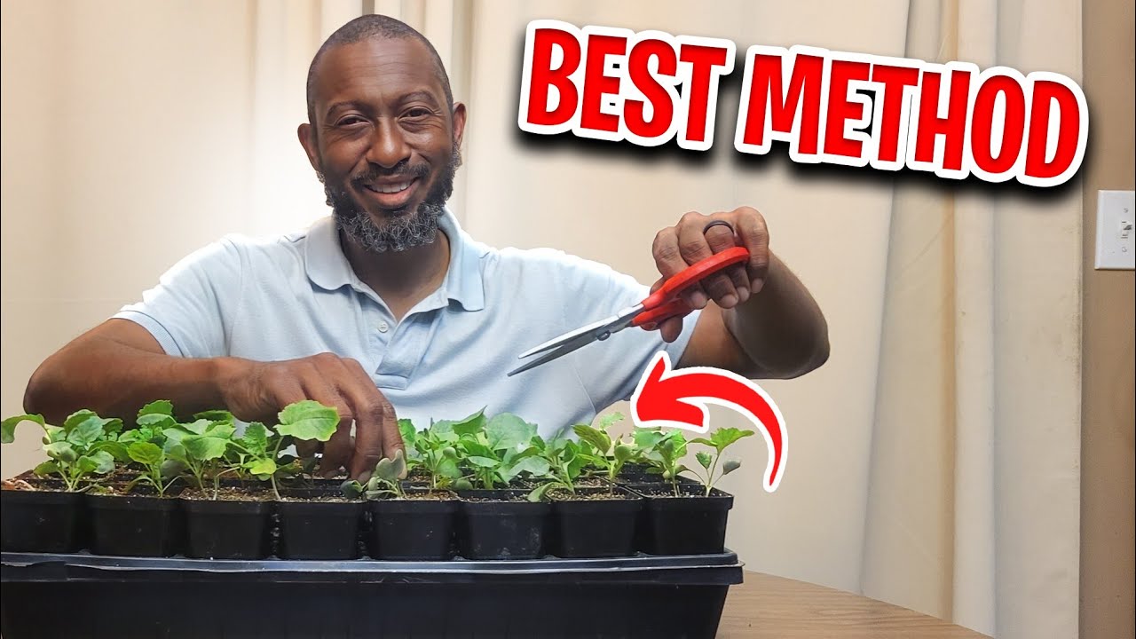 Seedling Care 101: Everything You Need To Know!