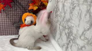 トンキニーズの動画01