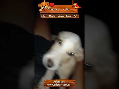 Vídeo de chocolate e dex