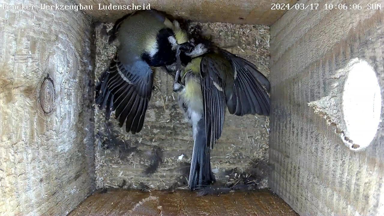 Erbitterter Kampf um Nistkasten mit Kopfverletzungen | 17.03.2024