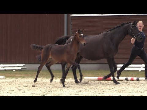 Auktionsfohlen Nr 77 HF v. FS Mr  Right – Canonicus