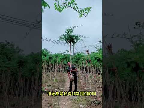 精品棒棒糖造型凌霄花 快手