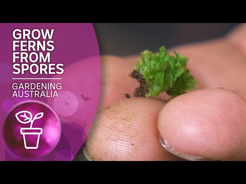 The dark art of propagating ferns from spores | Wow to | Gardening Australia