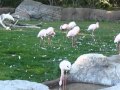 Lesser Flamingos At The Oakland Zoo