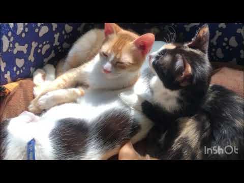 KARMA mera yaad karwaya or Bebasi ka jashn  manaye sab😞😞| Qismis Fatah