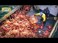 AMAZING King Crab Catching | Discover The Fishing of Tons of Alaskan Red King Crab