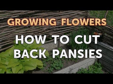 How to Grow Lantana From Saved Seeds