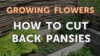 How to Cut Back Pansies
