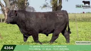 3 Toro PC - Gregorio Aberasturi - Plaza Ganadera