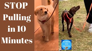 4 Dogs Master Loose Leash Walking in Minutes!