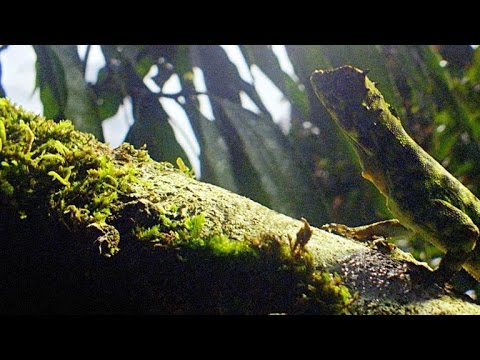 This Is the Closest Thing to a Dragon You'll Ever See