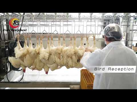 Most Affordable Automatic Compact Slaughter Line for Chicken Processing | Eruis