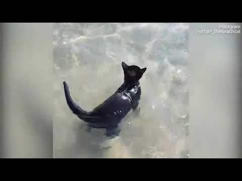Meet Nathan the adorable beach cat who just loves to go swimming