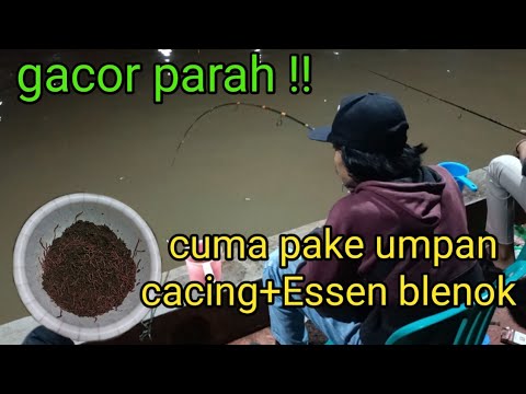 Mancing Galatama lele !! Racikan cacing+Essen blenok sederhana tapi gacor ..