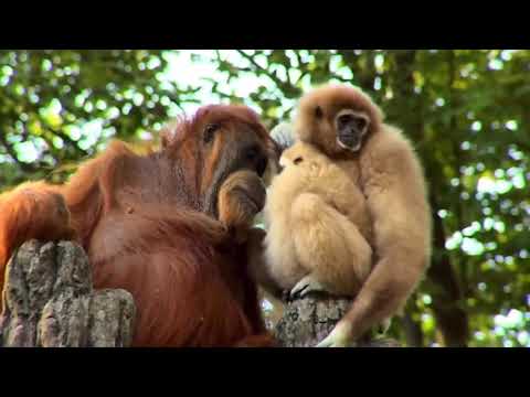 Adorable interaction between Orangutan and baby Gibbon
