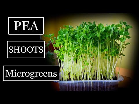 How to Grow Pea Shoot Microgreens