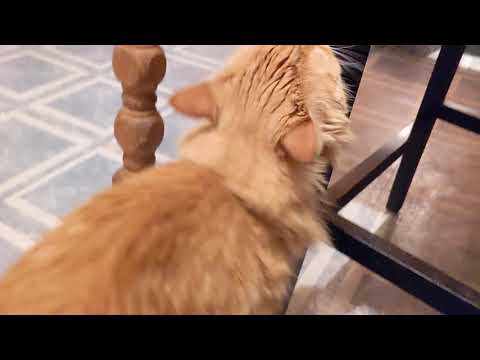 My Cat Won't Stop Rubbing His Face On Everything | Parker The Cat
