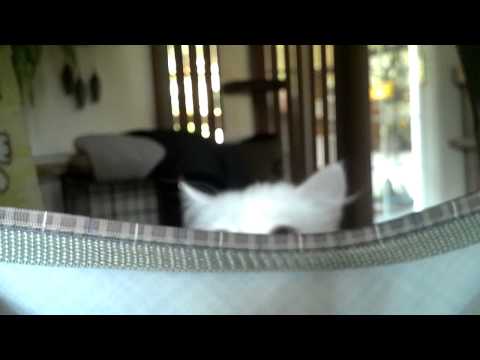 Worlds funniest cats