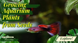 ഓ ഇങ്ങനെ ഒരു ഐഡിയ ഉണ്ടായിരുന്നോ ??😲 Aquarium Plant Guide