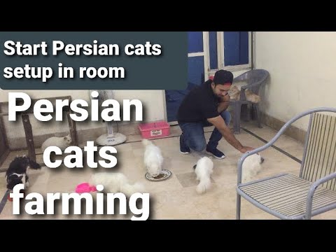 How to start Persian cats farming / Persian cats business / Manage 7 cats in one room / Urdu /Hindi
