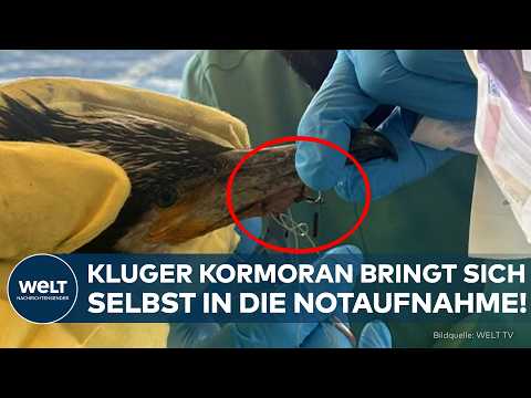 DEUTSCHLAND: Ungewöhnlicher Patientenbesuch in Bremen! Kormoran bringt sich selbst ins Krankenhaus