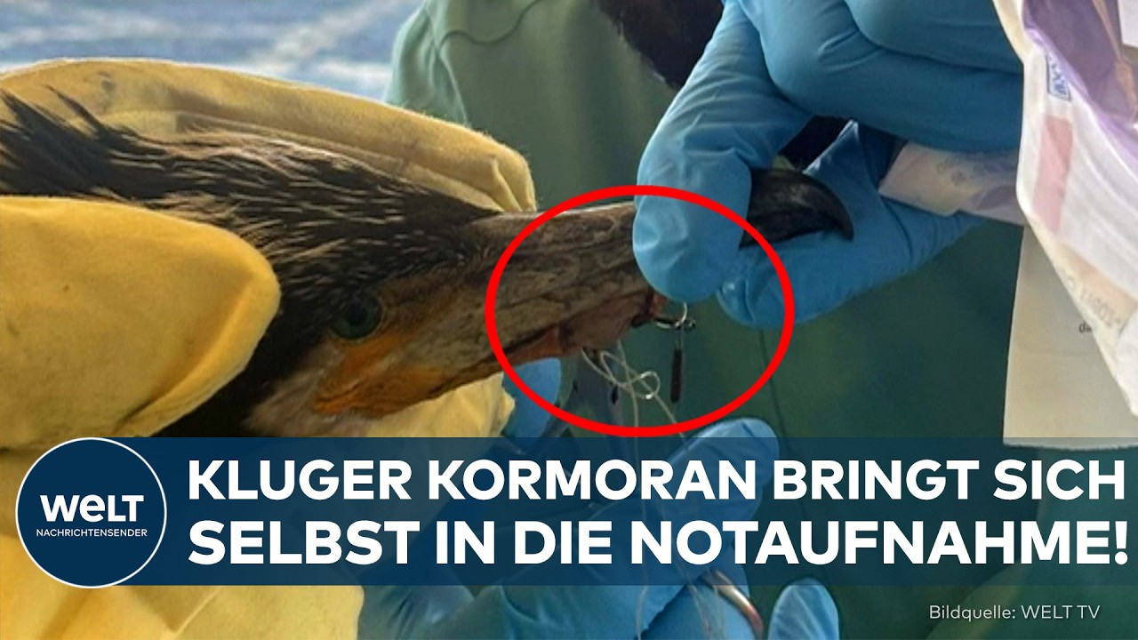 DEUTSCHLAND: Ungewöhnlicher Patientenbesuch in Bremen! Kormoran bringt sich selbst ins Krankenhaus