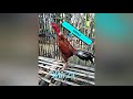 Ayam Pukul Jalu Dan Teknik
