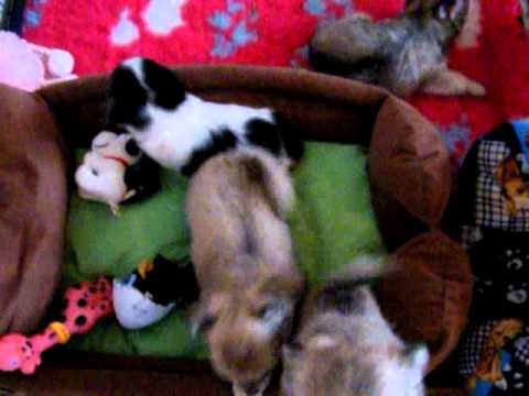 01022011 7,5 sem 019