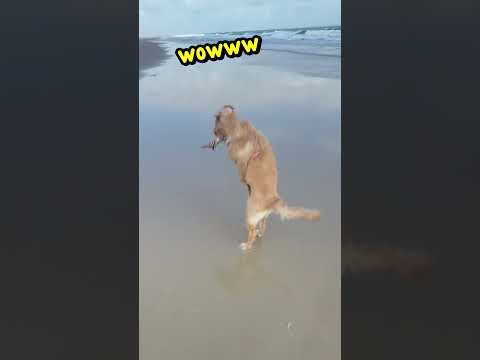 ThE SeA sHeLL BiT mE! 🦀🐕