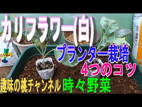 園芸 カリフラワー、生、調理済み、季節を問わず
