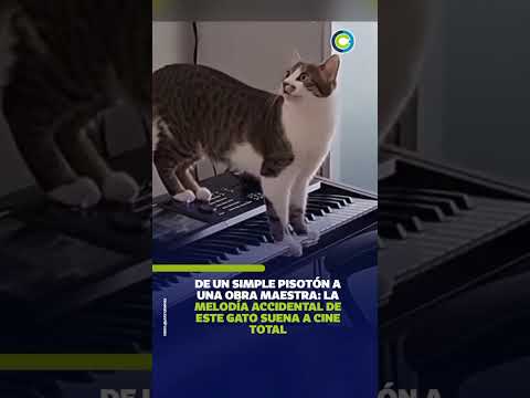 Gato sorprende por su forma de 