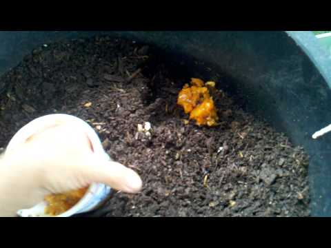 Worm bin maintenance 8-25-12