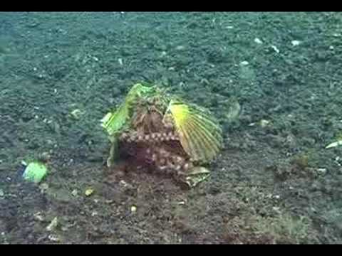 Lembeh / Sangihe, Lembeh Strait,Nord Sulawesi,Indonesien