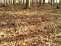 A walk in the forest I - Southern Carpathians 