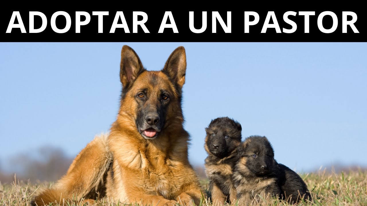 Watch ¿Estás Planeando Adoptar Un Pastor Alemán Now ¿Estás Planeando Adoptar Un Pastor Alemán