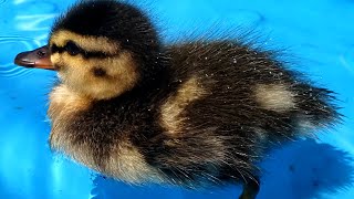 Abandoned Duckling Rescued By Nice American Family Faith in Humanity Restored 4K Ultra HD UHD