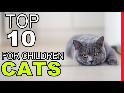 Top 10 Best Cat Breeds For Children