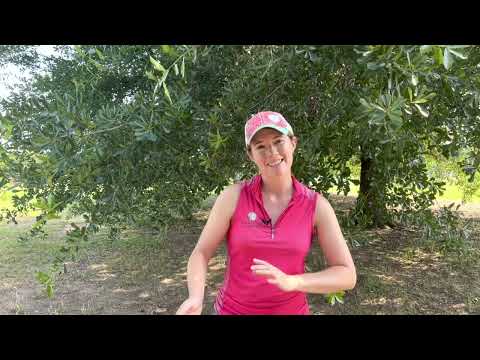 How to Teach Foal to Lead