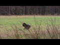 Afternoon Delight Spring Turkey Hunting The Turkeyologists 2017