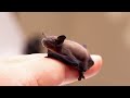 The Bumblebee Bat Is The World's Smallest Mammal