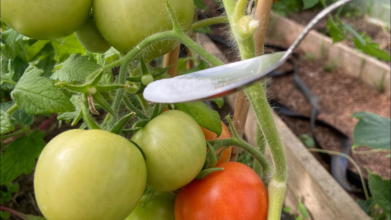 Борная кислота - всего щепотка этого средства и томаты в миг завяжутся гроздьями!