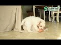 Havapoo dogs for sale: Lancelot - Video 2