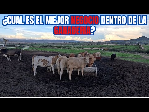 What is the BEST BUSINESS in LIVESTOCK? | Part 1: RancheandoAndo