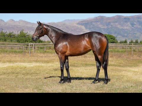 Lot 57 - Malmoos ex Star Of Excellence