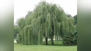 The Flowers, the Sunset, the Trees - Jim Reeves