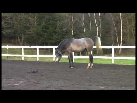 El Vito by WH Justice...what a wonderful gelding!